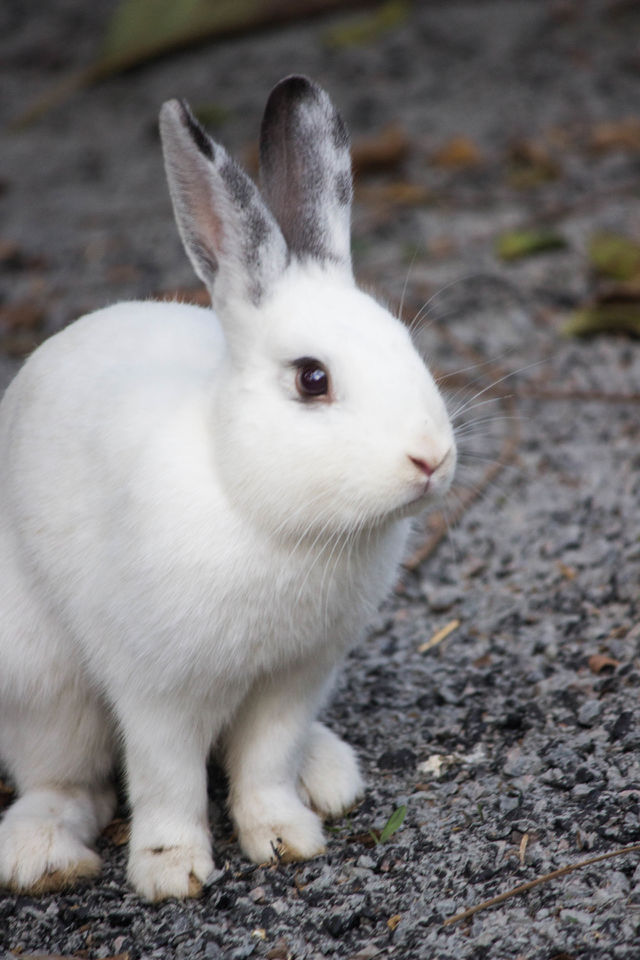 White Rabbit