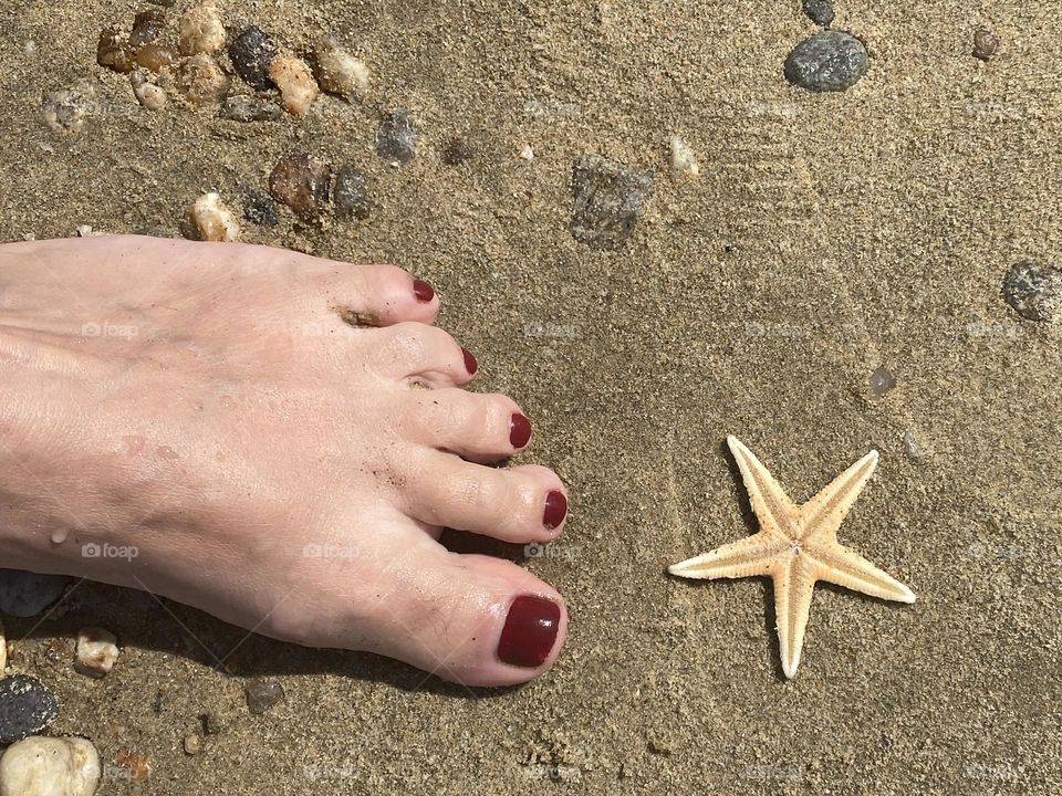 Starfish on the beach