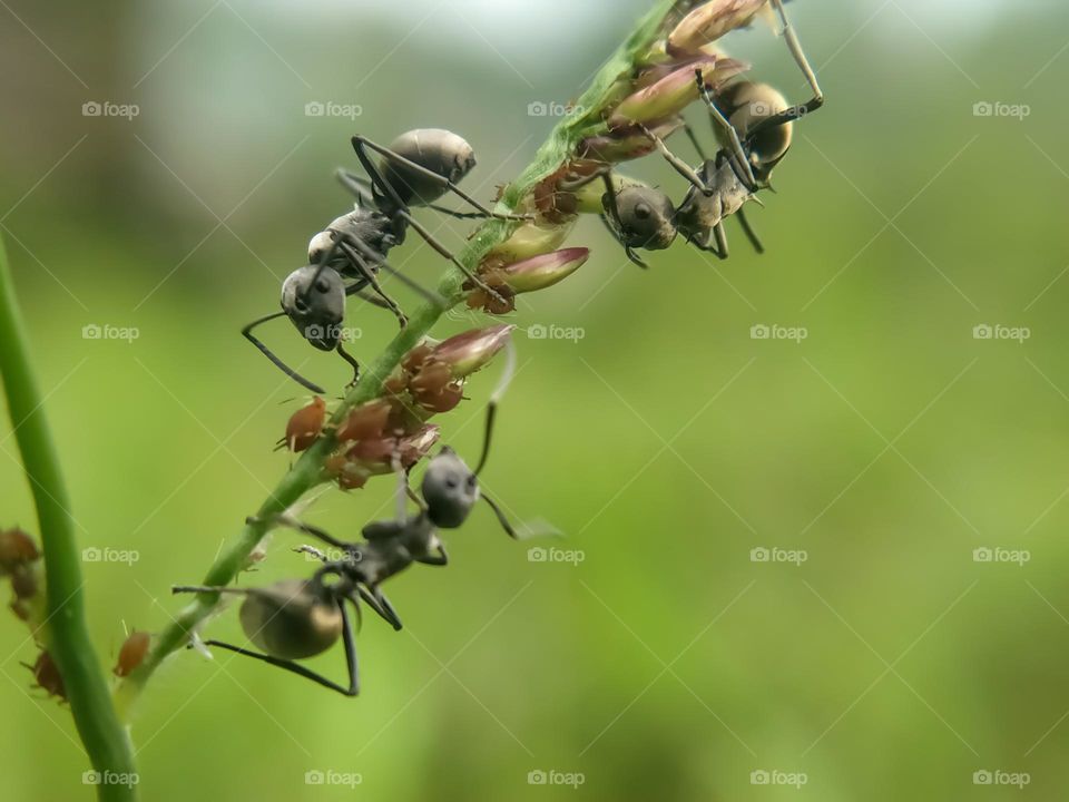 Three black ants on a plant.