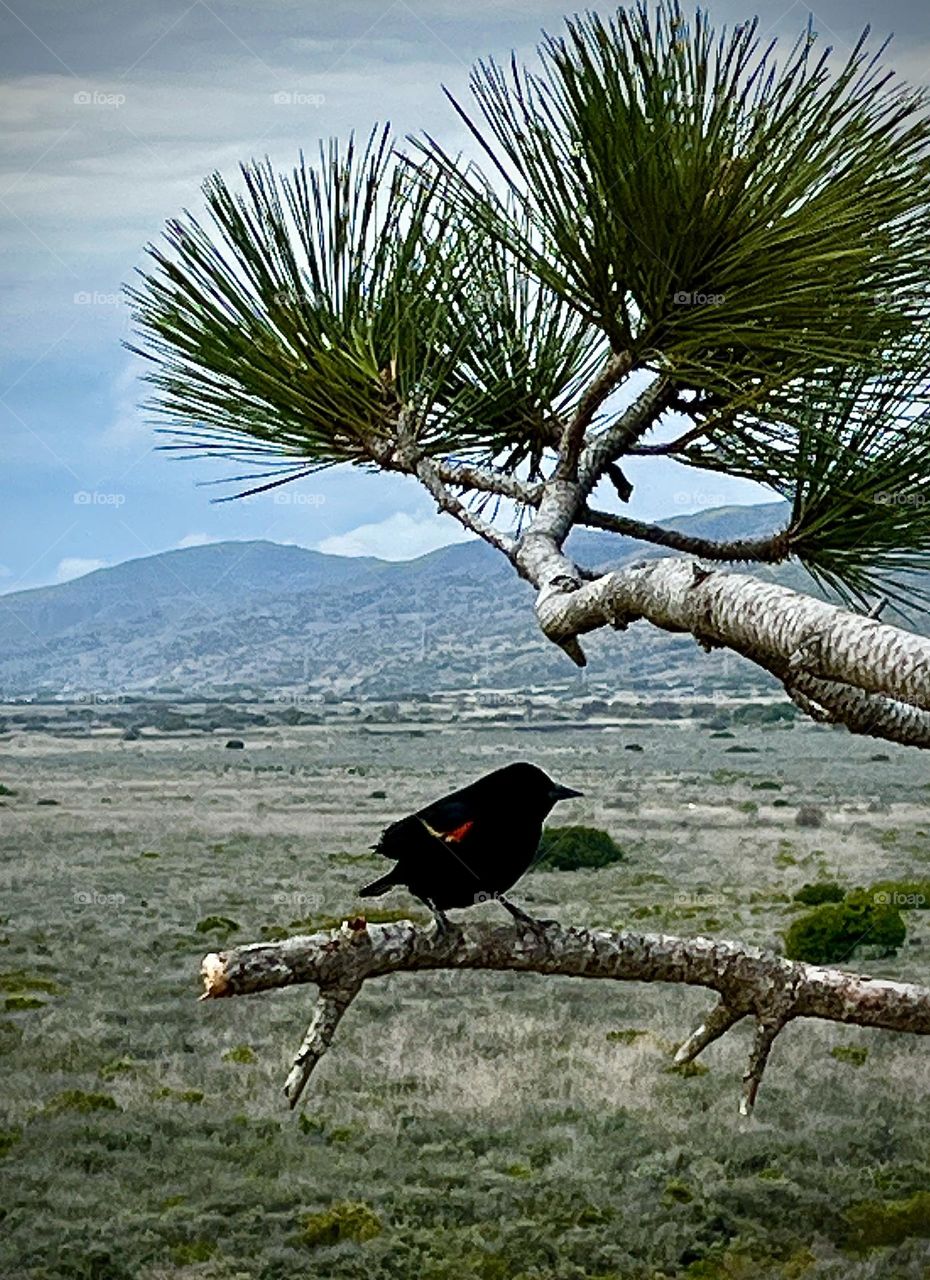 Red-winged Blackbird Perched in a Pine Tree