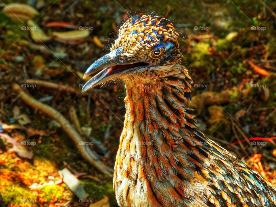 North American Roadrunner