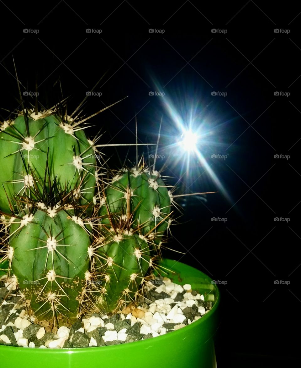 Cactus, Succulent, Flora, Nature, Spine