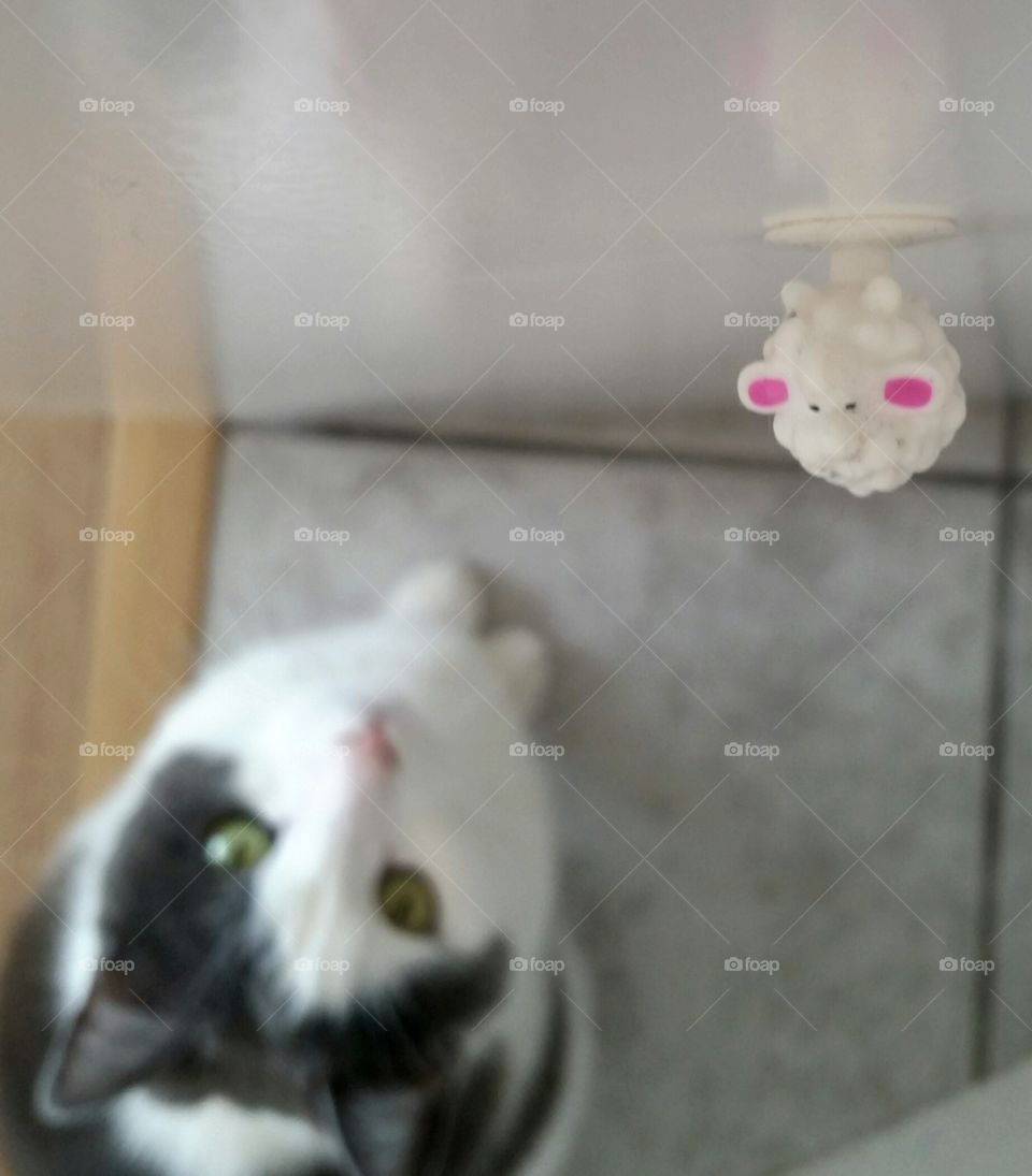 Cat staring upwards at sheep fridge toy 
