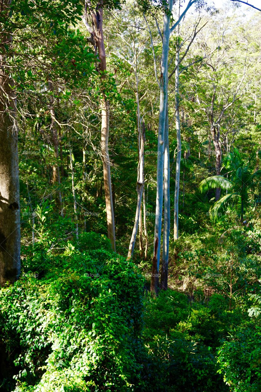 View of forest in Mt.Tambourine