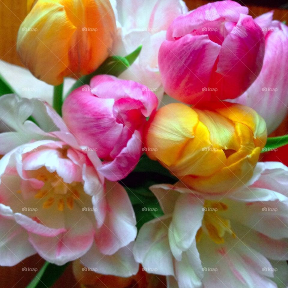 congrats multicolor anniversary bouquet by omiata