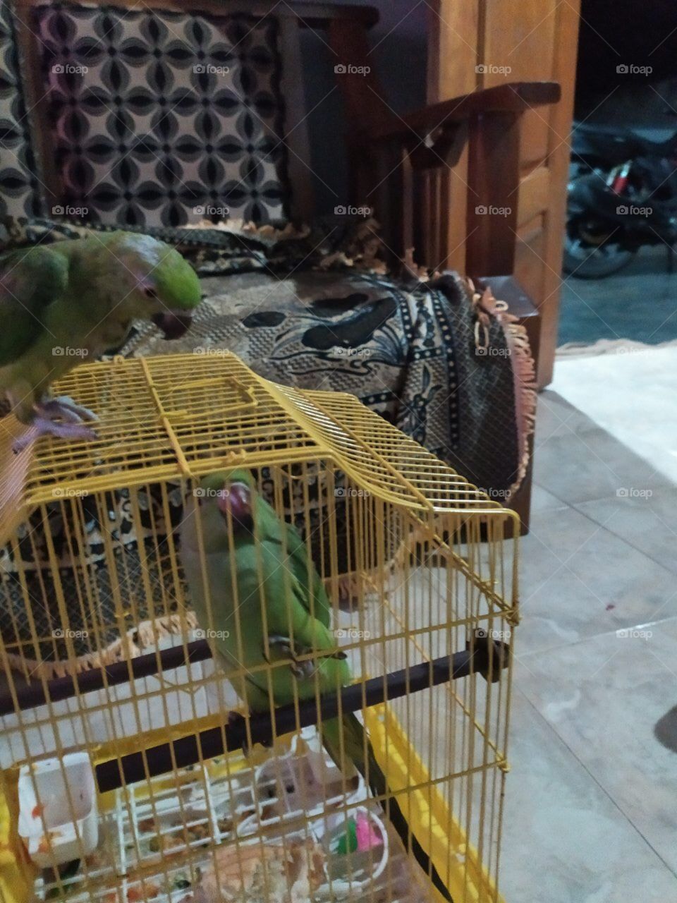 Parrot lovers 