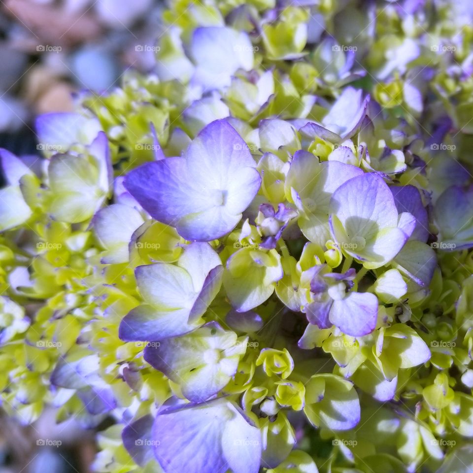 hydrangea blooming