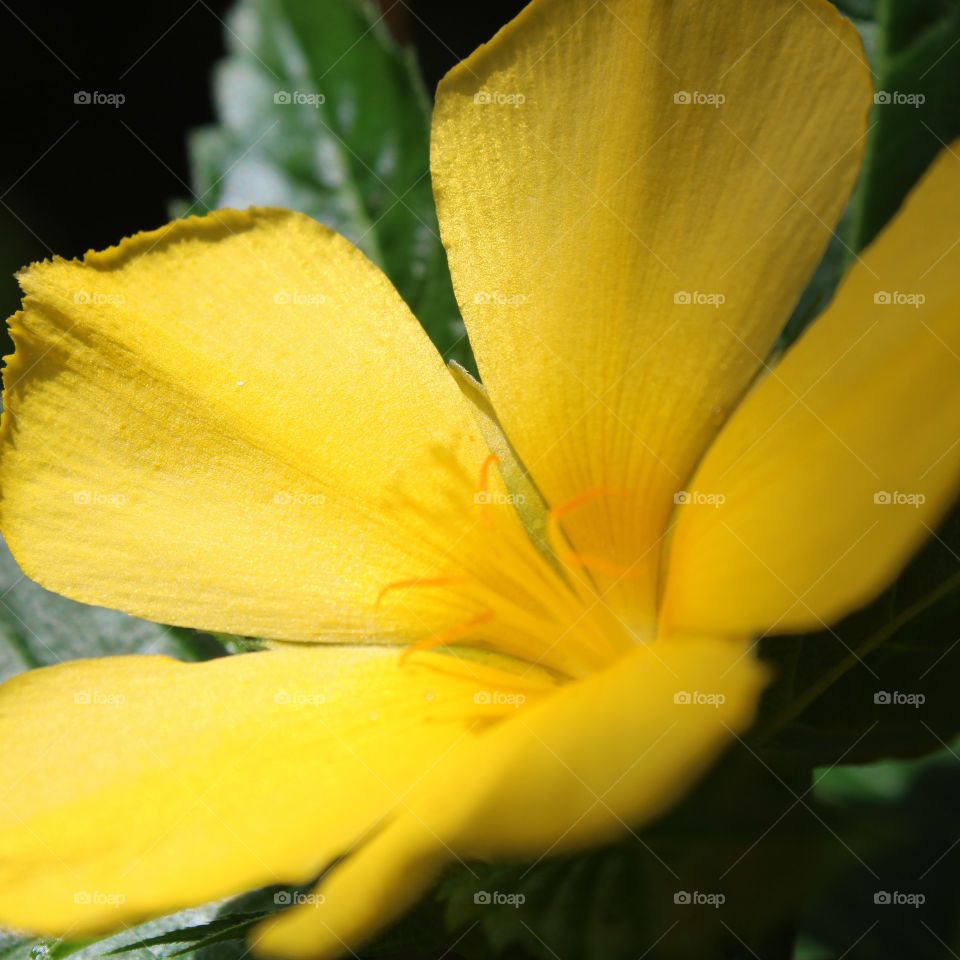 yellow flower beauty