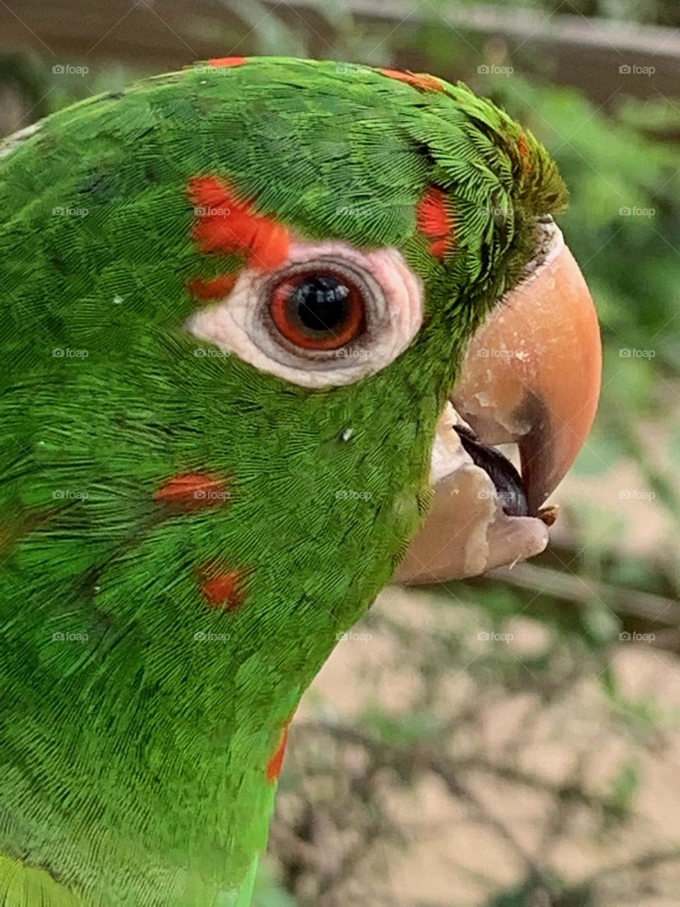 Birds and Bees in Motion