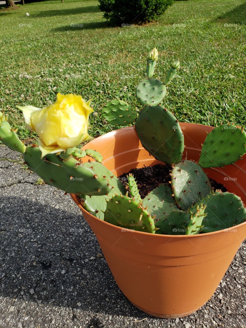 Blooming yellow cactus