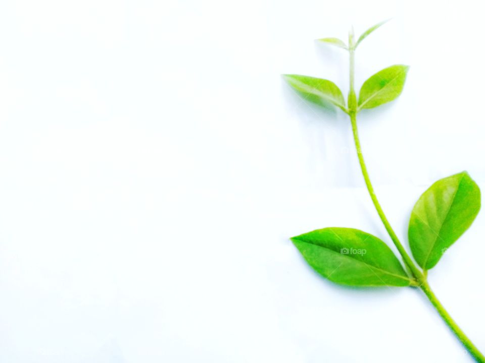 Leaf fresh with green color with white background