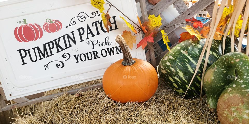 Pumpkin Patch pick your own!