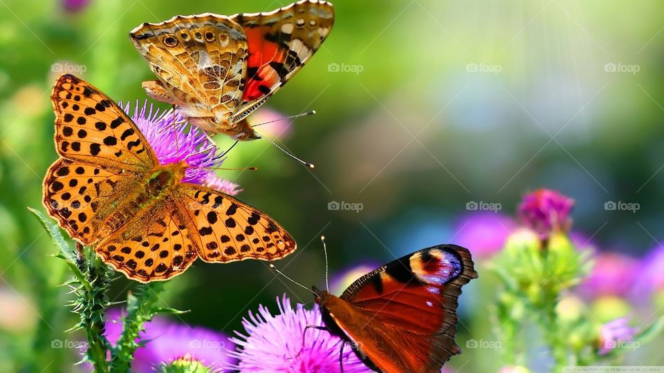 Butterfly suck flowers