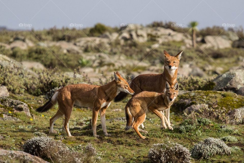 Ethiopian wolf on grassy field