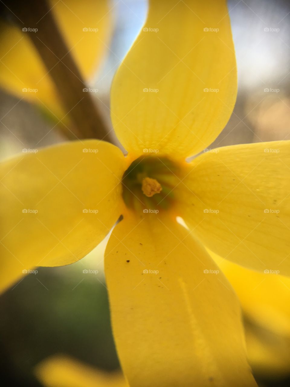 Macroshots forsythia 