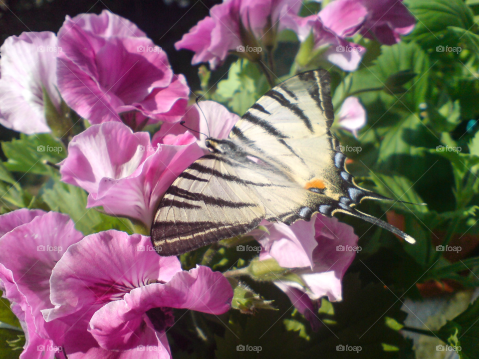 romania nature flower butterfly by tediiliescu