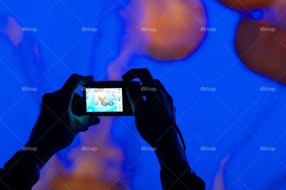 Man takes photo of jelly fish