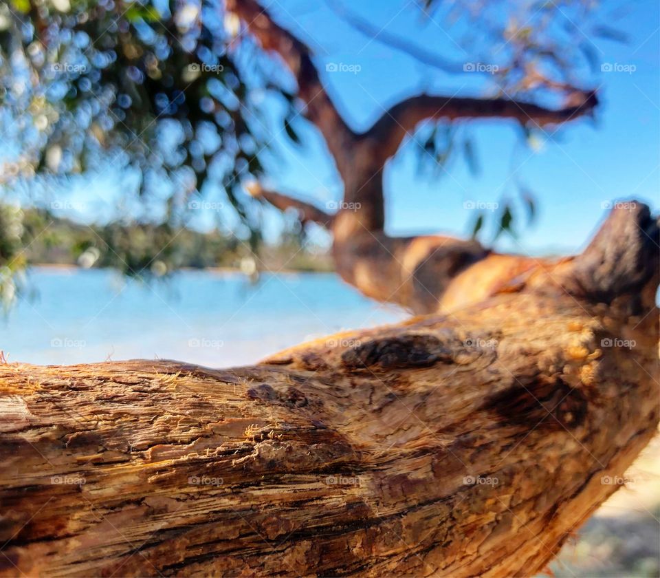 The branch gum tree lake 