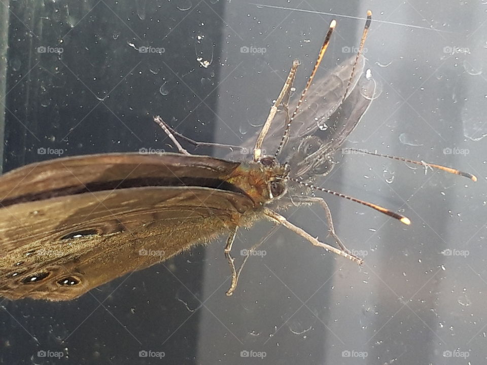 butterfly on the mirror