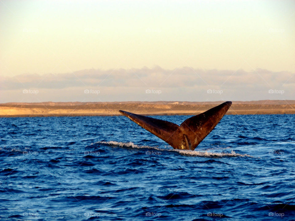 WHALE IN THE SEA