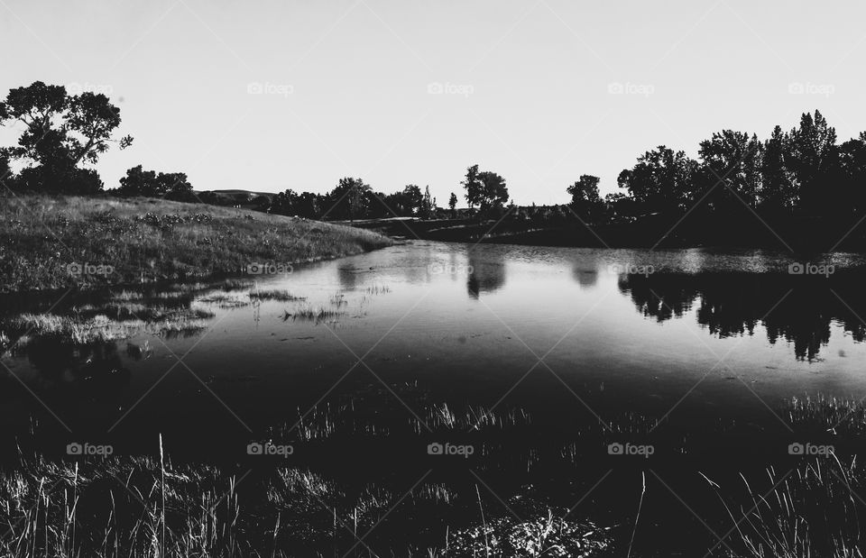 Beaver pond serenity 