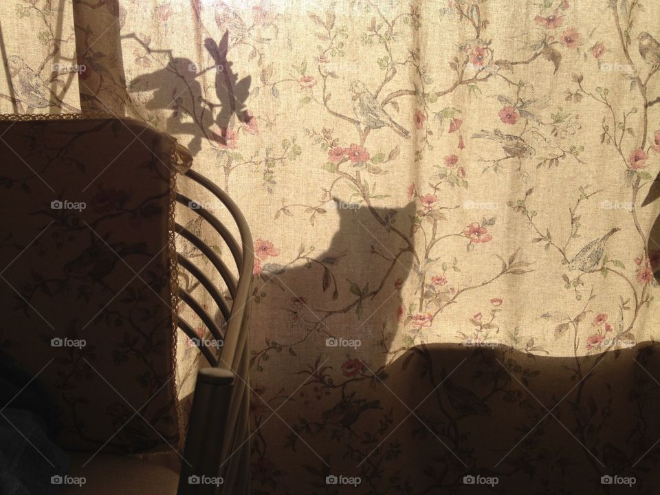 Shadow of cat on the curtain 