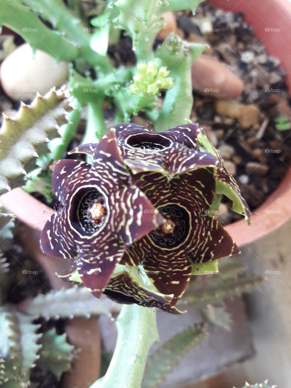 cactus in bloom beautiful flowers dark colours
