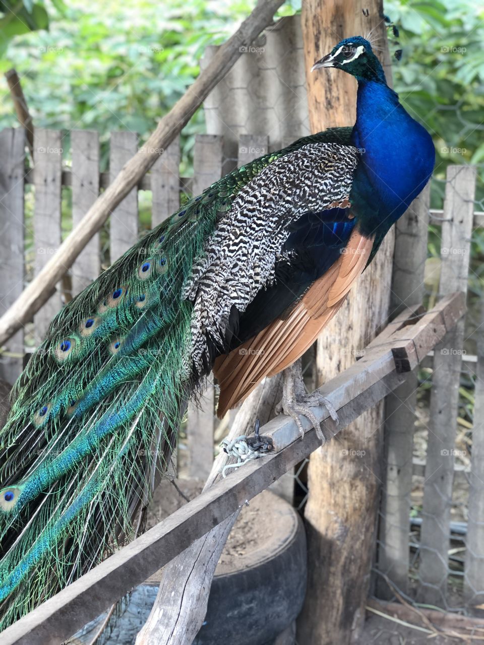 Pavão, lindo e encantador 😍