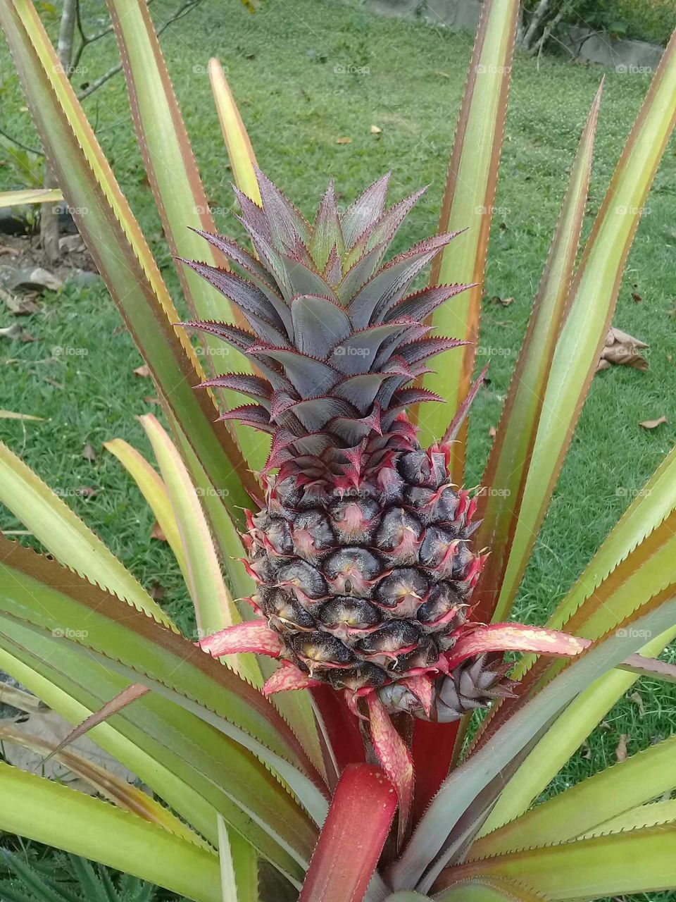 pineapple delight