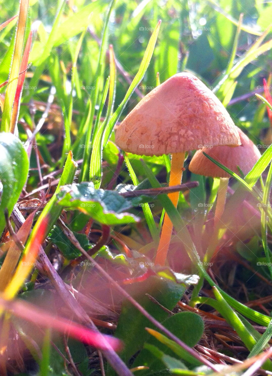 grass mushroom hierba setas by solticius