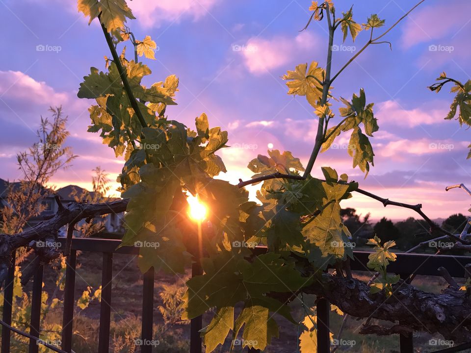 Sunset vineyards 