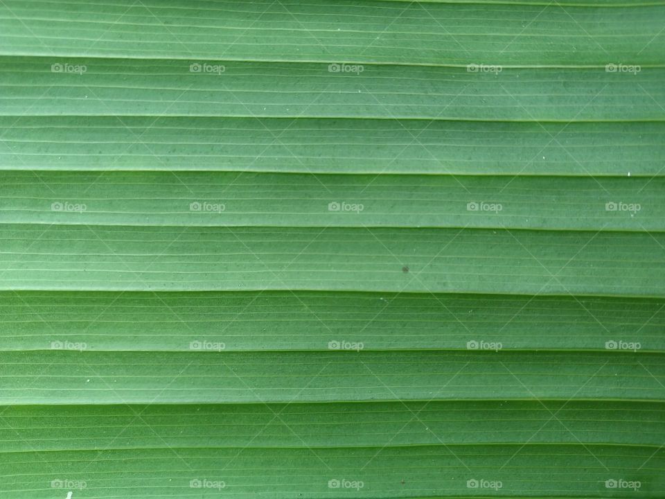 View the beautiful and natural motifs of banana leaves