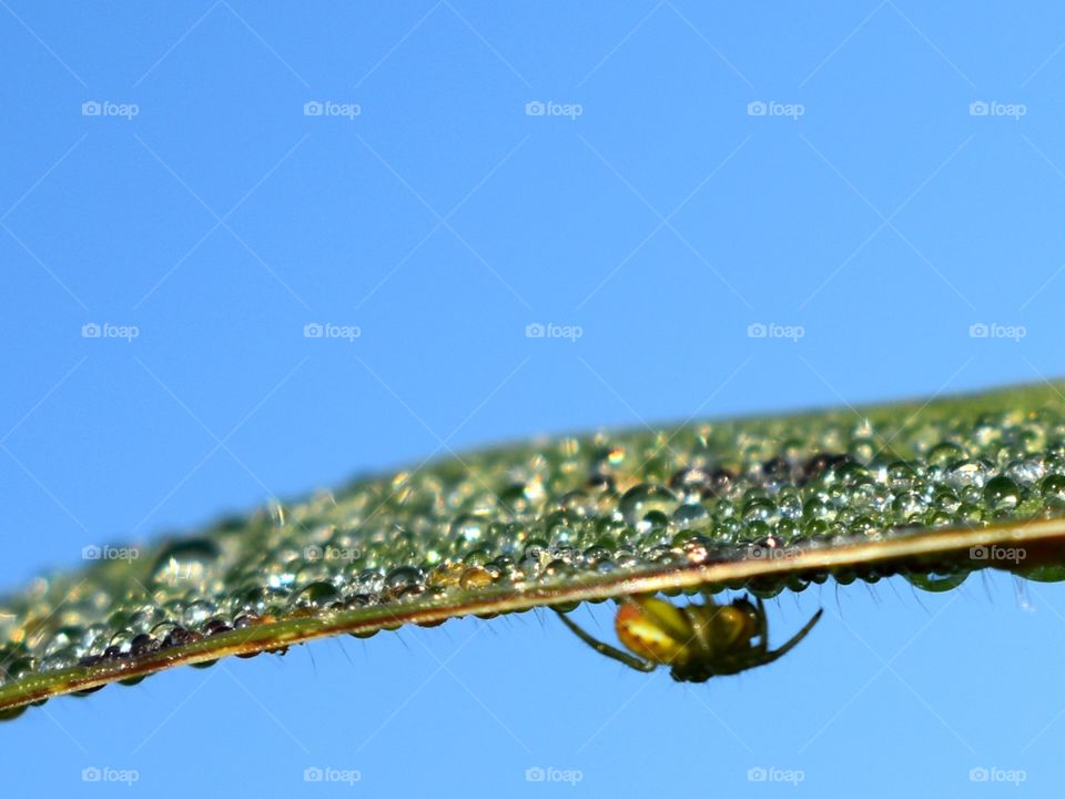 Morning dew on a blade of grass and a spider