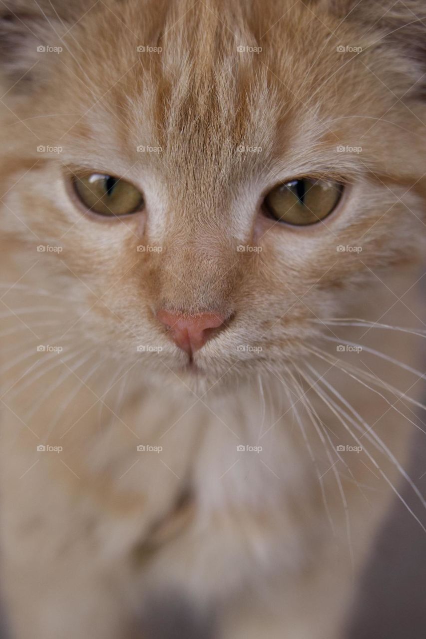 Beautiful yellow kitty