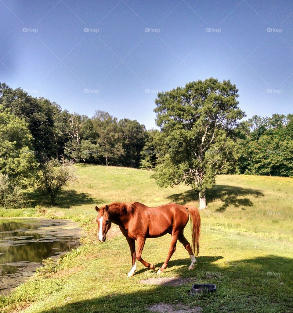 Wow, what a Horse. this is up at the farm in Sussex New Jersey. July 3rd.