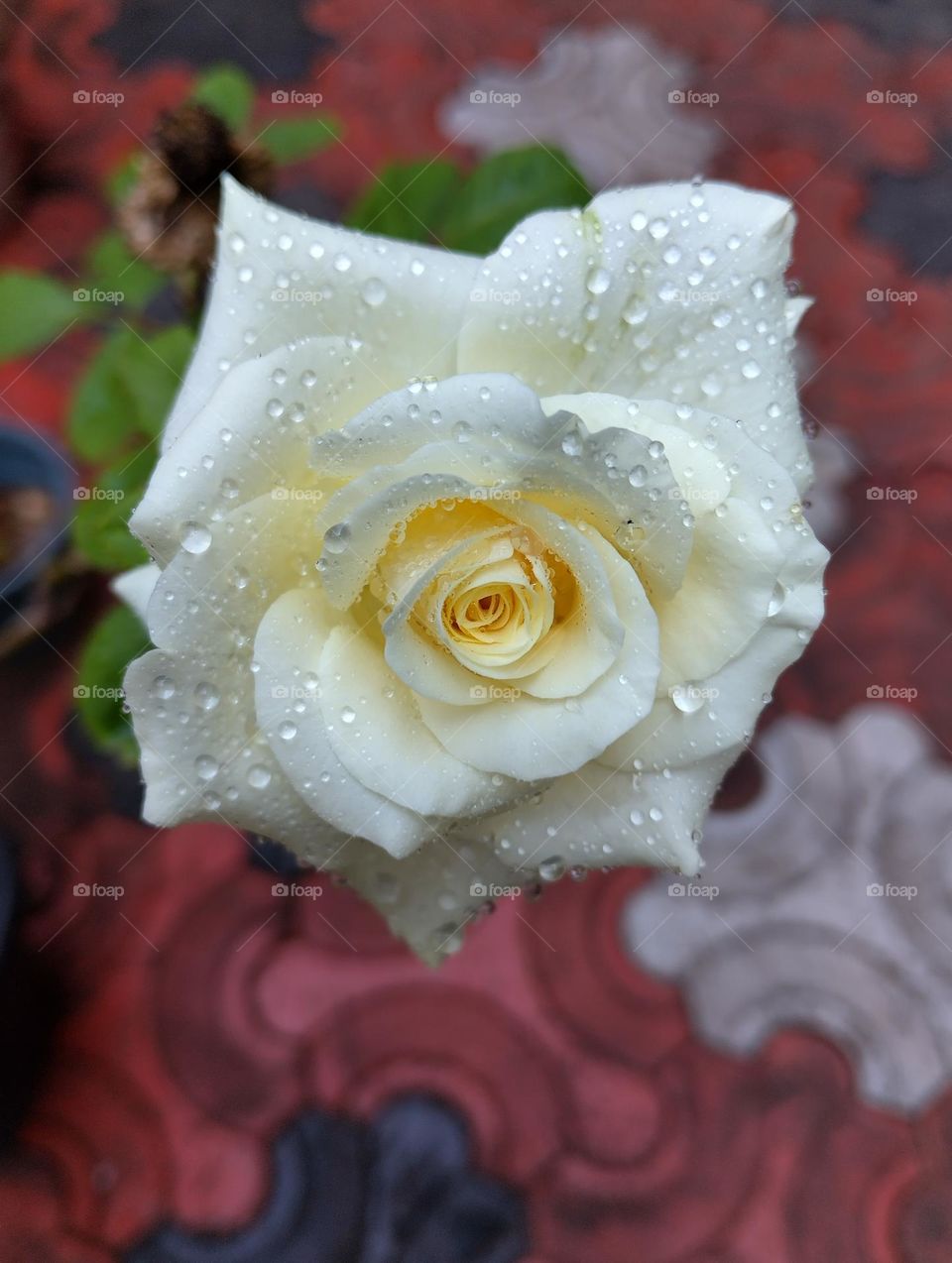 white Rose
