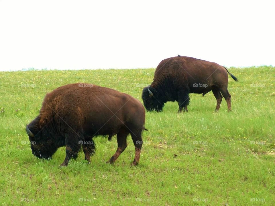 Buffalo. Two buffalo on a grassy hill