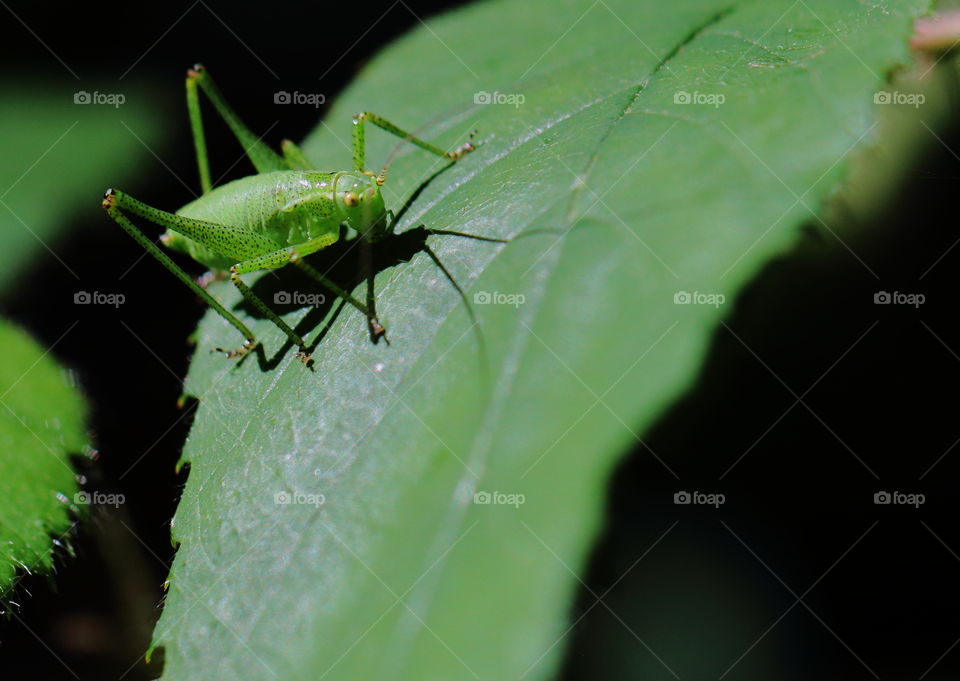 Little Green Grasshopper