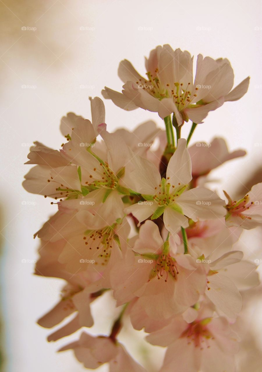 Close-up of cherry blossom