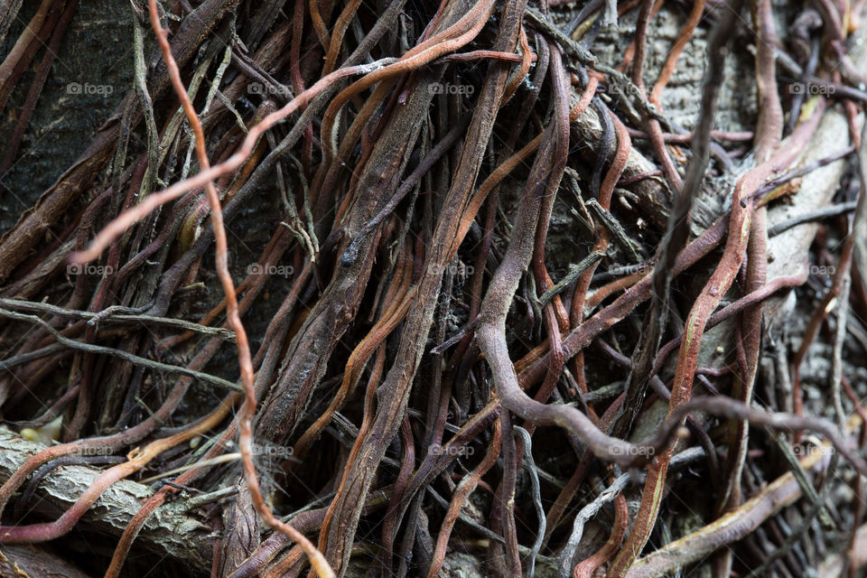 Root of the banyan tree