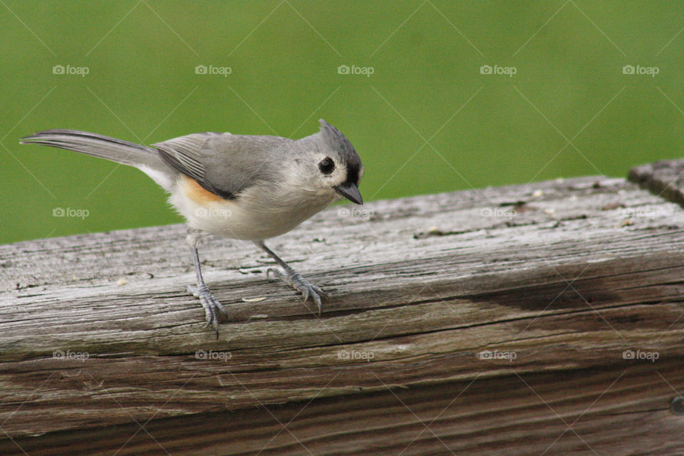 Song bird perched on wood at the park