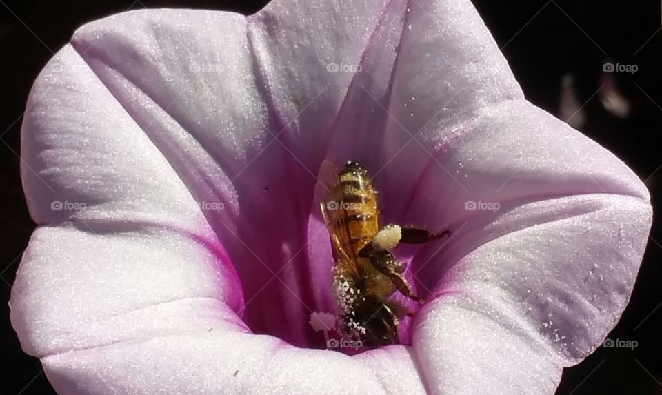 Pollinator!