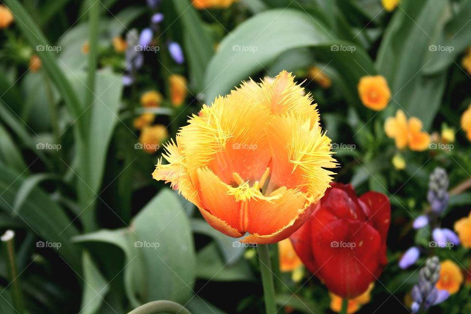 beautiful floral splendor