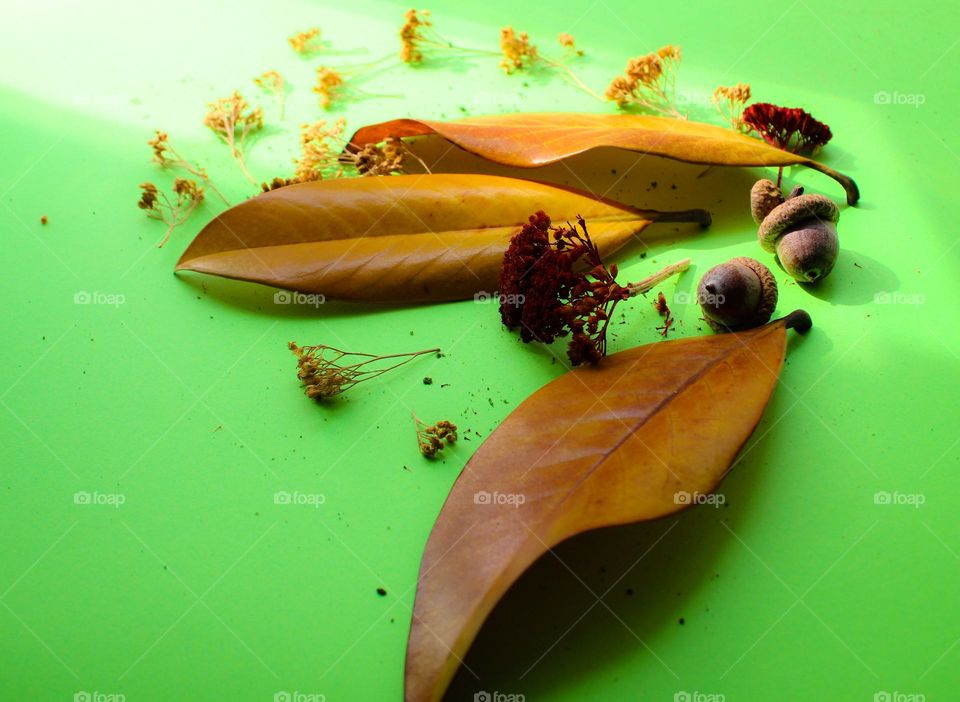 Autumn decoration on the green background.  Yellow leaves,  dried flowers and acorns