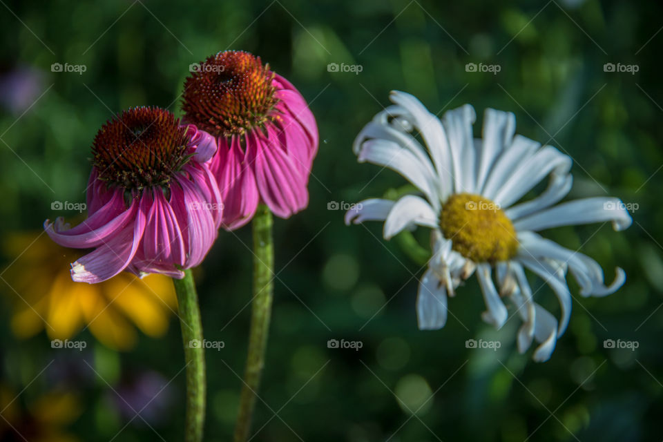 Daisies 