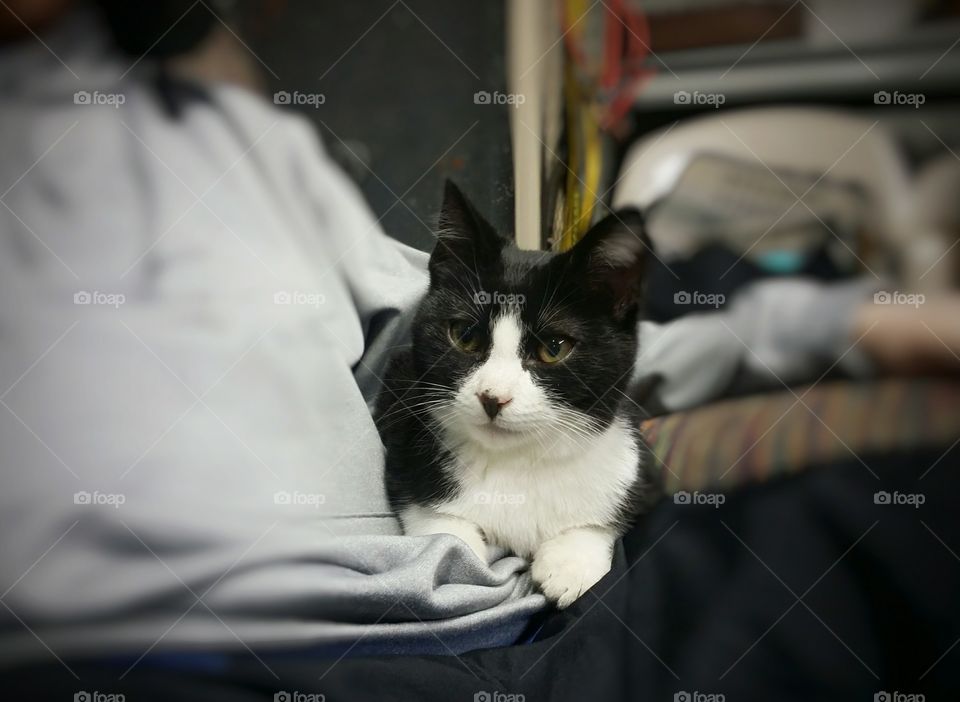 Black and White Kitten in a Lap