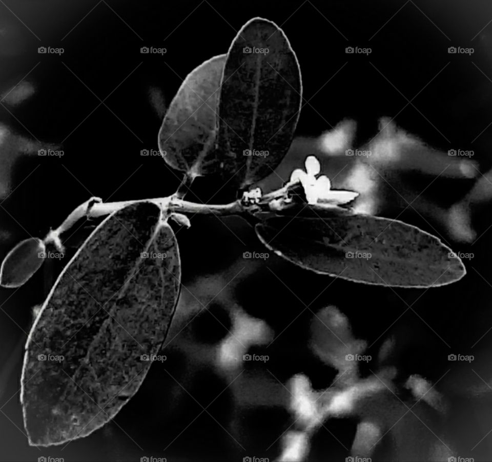 new growth in b/w
