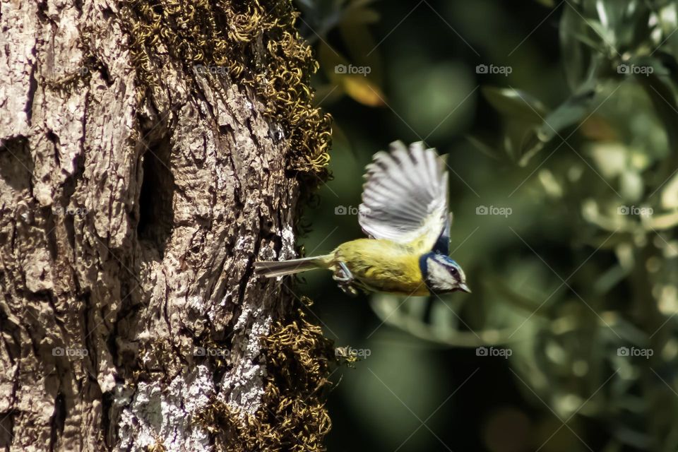Eurasian Blue Tit leaving its nest in a tree hollow