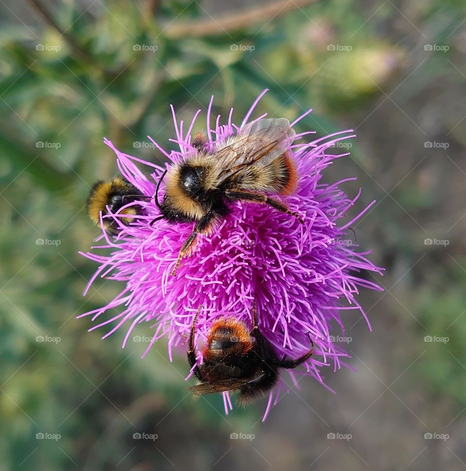 The power of three 🐝🐝🐝 One flower 🌸 Buzz 🐝🐝🐝