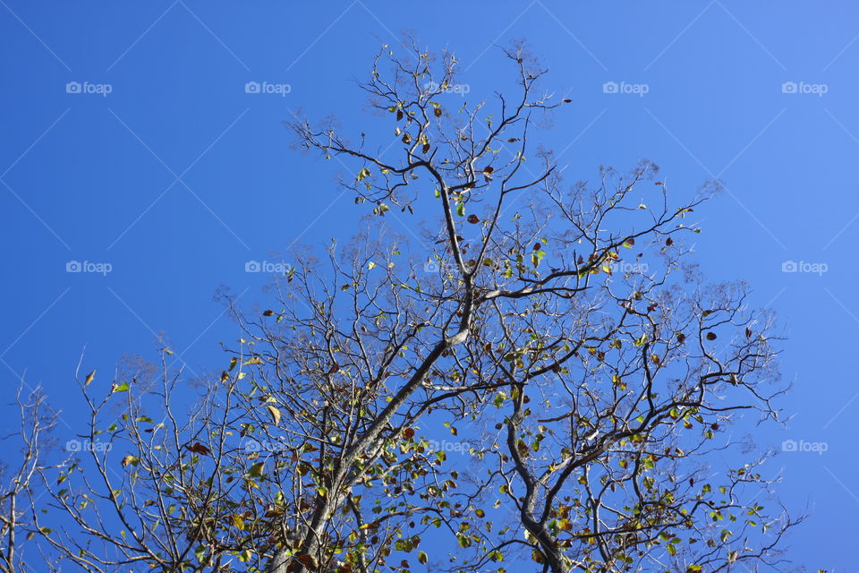 branch & blue sky 
( Tectona grandis )